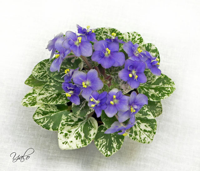 1 – Shirl's Lavender Blue (S. Sanders), колл. Т. Омельченко