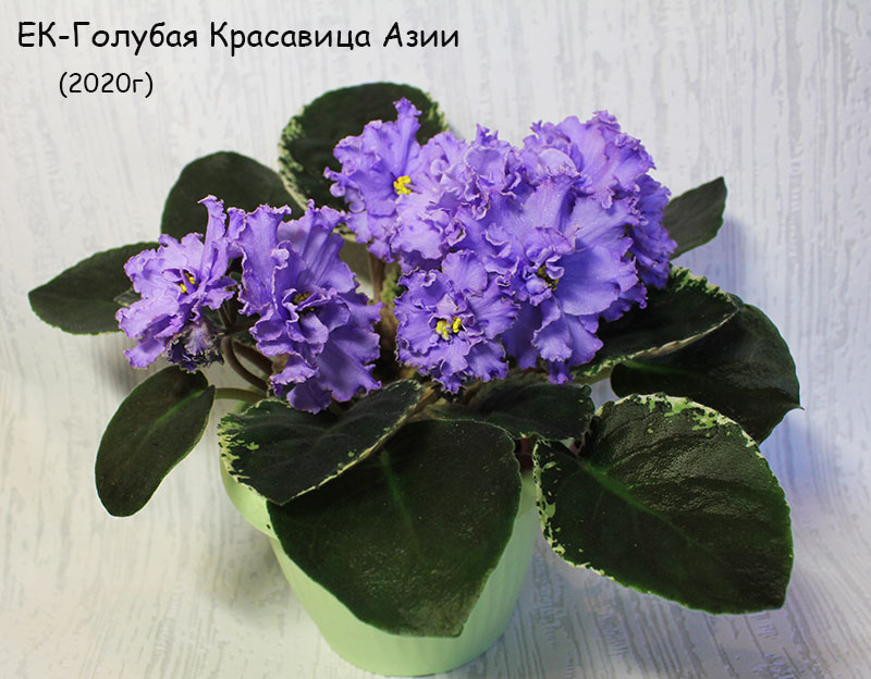 ек-голубая-красавица-азии.jpg
