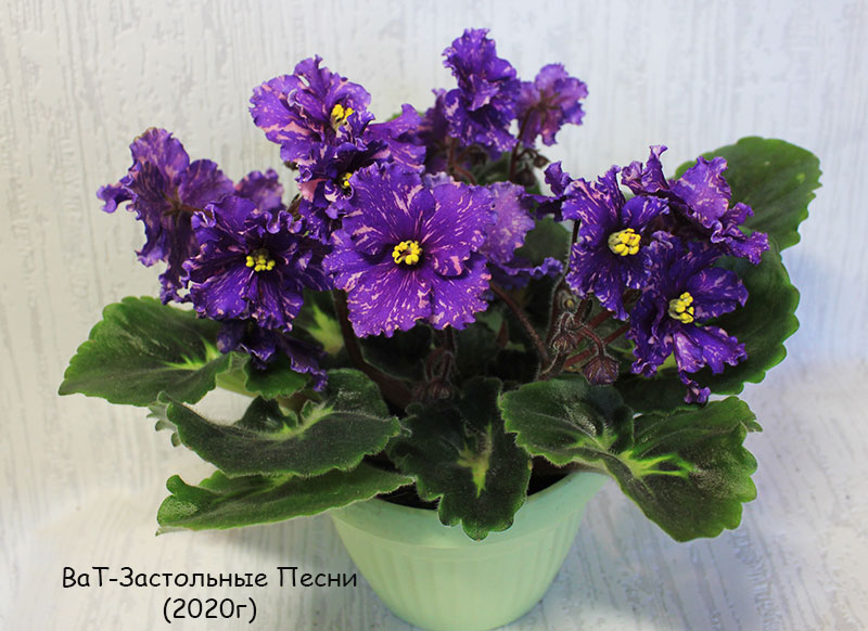 ват-застольные-песни.jpg
