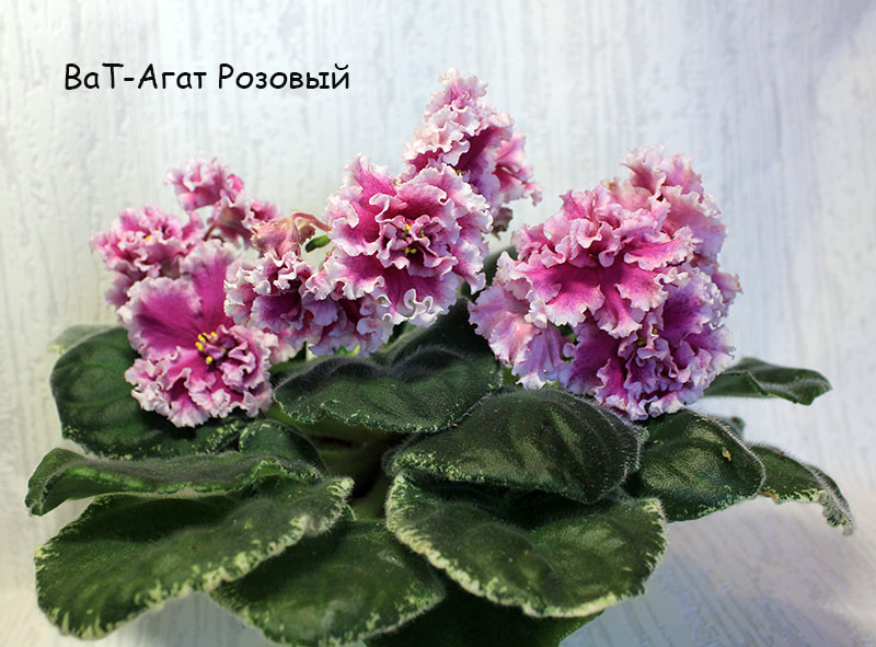 ват-агат-розовый.jpg