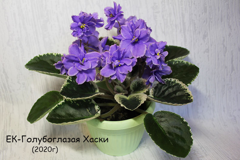 ек-голубоглазая-хаски.jpg