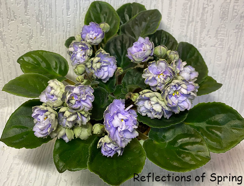 reflections-of-spring.jpg