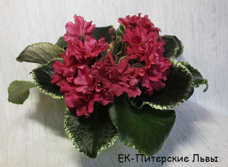 ек-питерские-львы.jpg