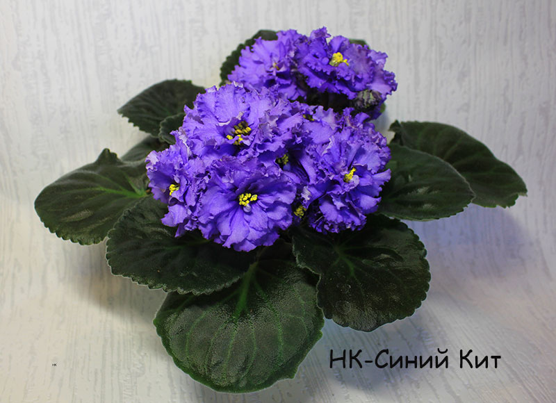нк-синий-кит.jpg