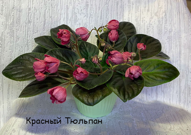 красный-тюльпан.jpg