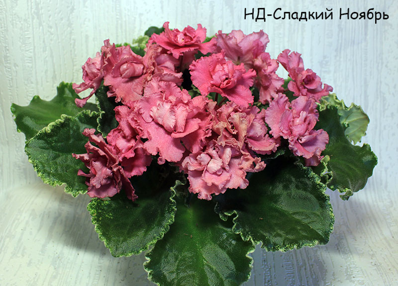 нд-сладкий-ноябрь.jpg
