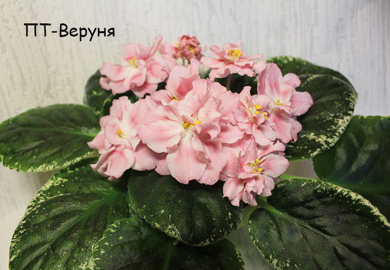 пт-веруня.jpg