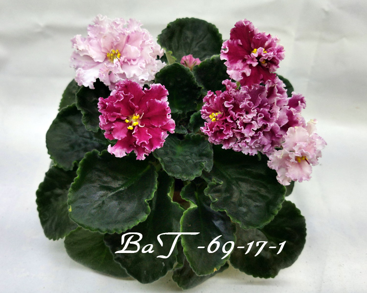 ВаТ-69-17-1.jpg