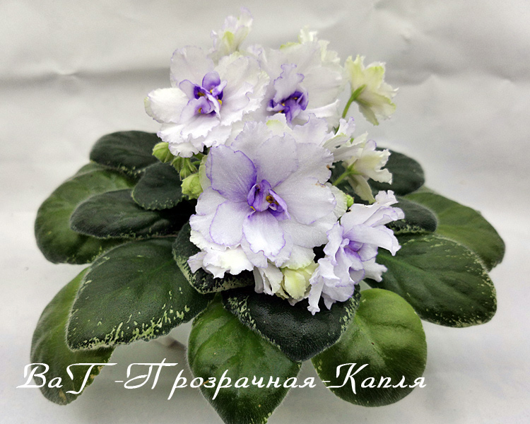 ВаТ-Прозрачная-Капля.jpg