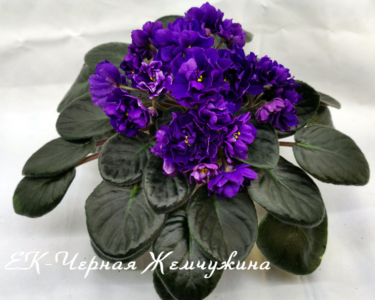 ЕК-Черная-Жемчужина.jpg