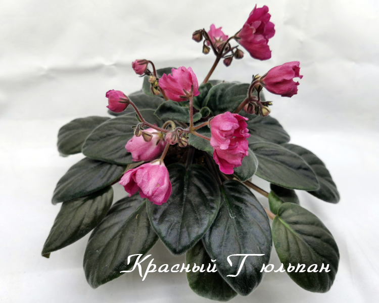 Красный-Тюльпан.jpg