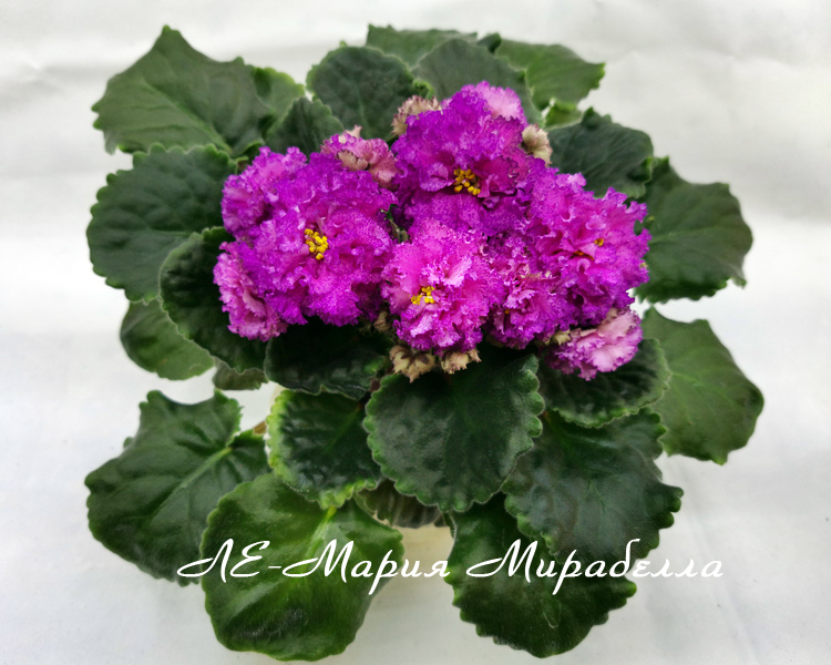 ЛЕ-Мария-Мирабелла.jpg