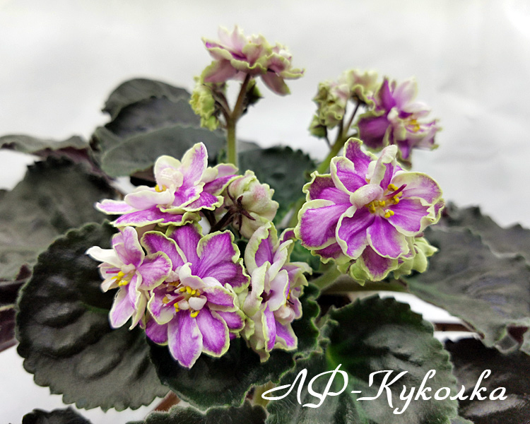 ЛФ-Куколка.jpg