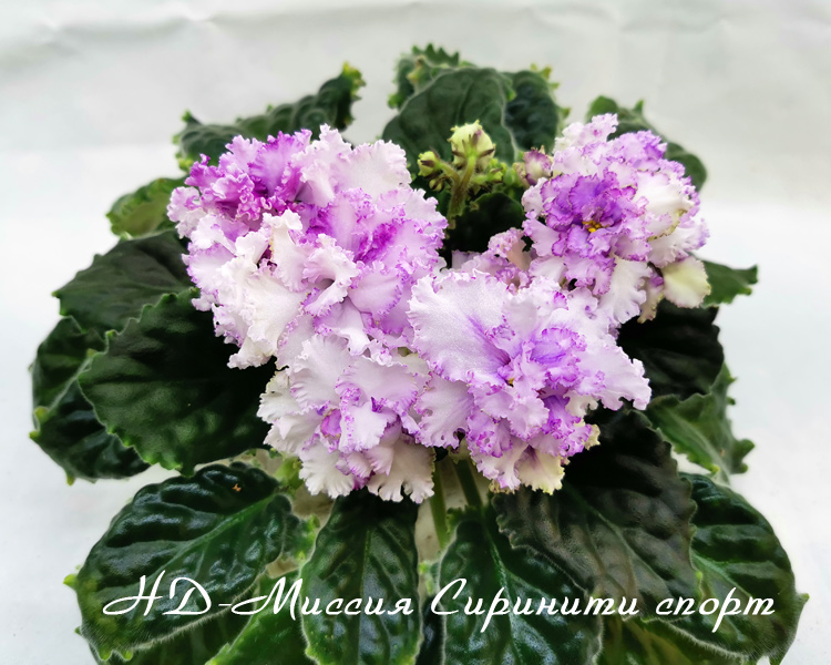 НД-Миссия-Сиринити-спорт.jpg
