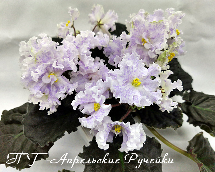 ПТ-Апрельские-Ручейки.jpg
