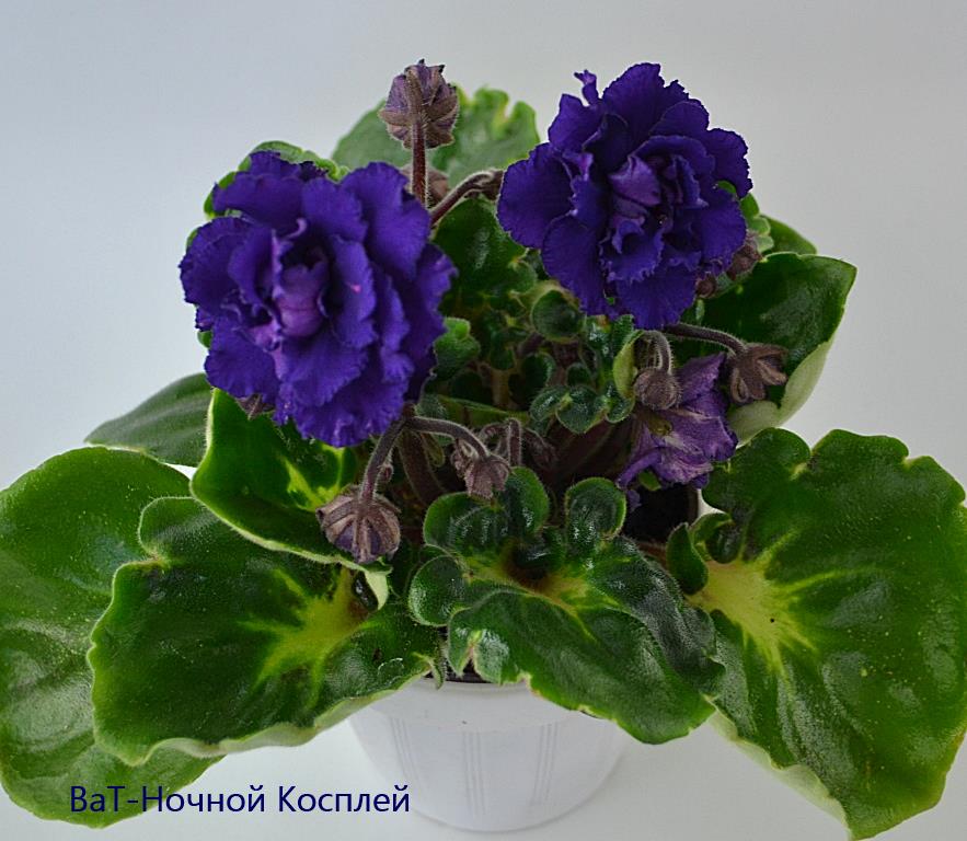 ВаТ-Ночной Косплей.JPG
