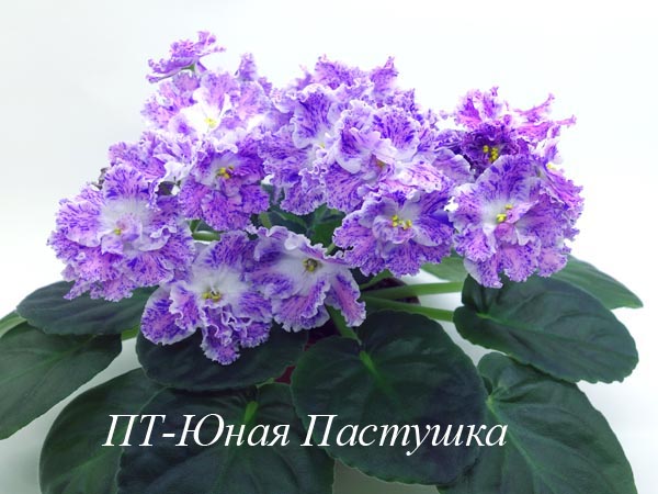 ПТ-Юная Пастушка1.jpg