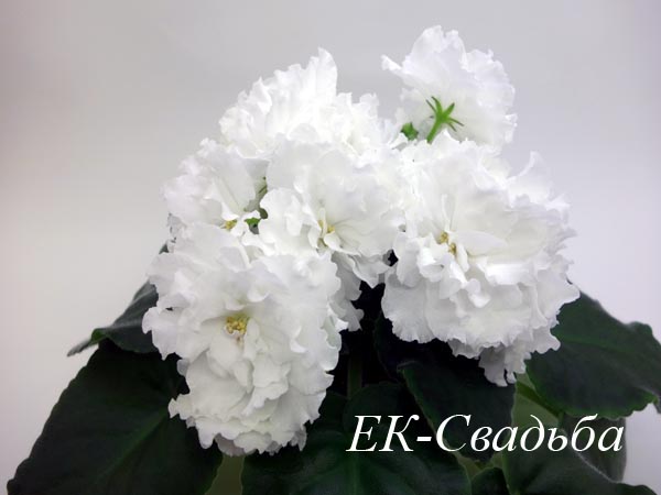 ЕК-Свадьба.jpg