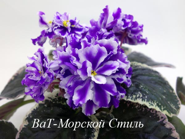 ВаТ-Морской Стиль.jpg