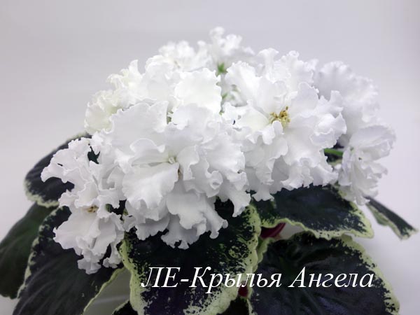ЛЕ-Крылья Ангела1.jpg