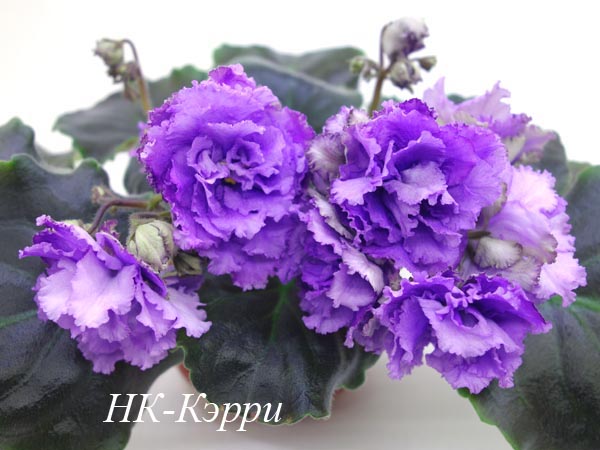 НК-Кэрри.jpg