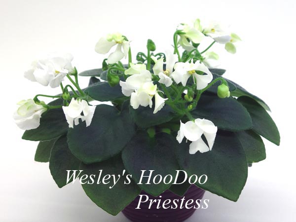 Wesley's HooDoo Priestess.jpg