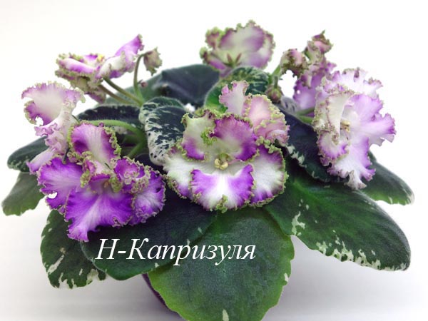 Н-Капризуля.jpg