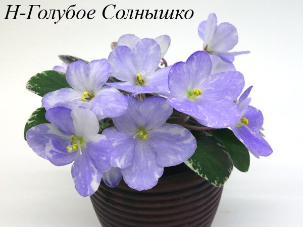 Н-Голубое Солнышко.jpg
