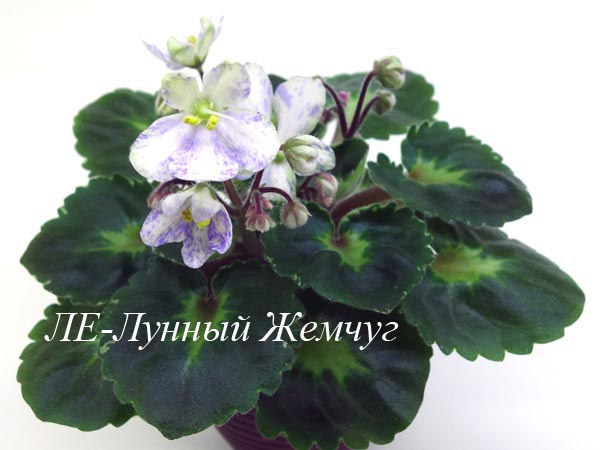 ЛЕ-Лунный Жемчуг.jpg