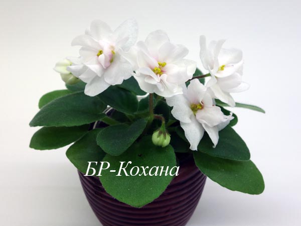 БР-Кохана.jpg