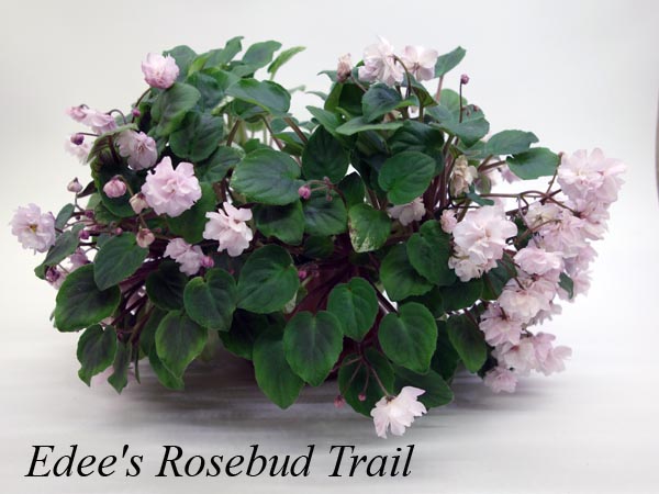 Edee's Rosebud.jpg