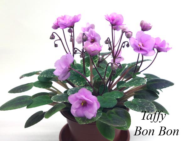 Taffy Bon Bon.jpg