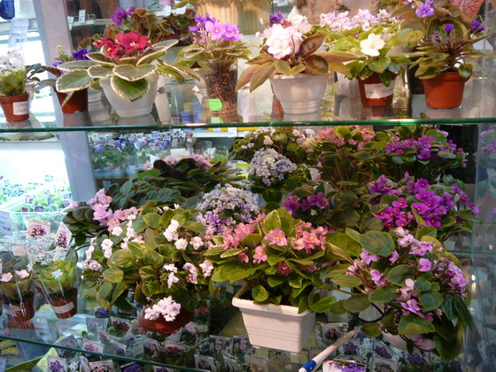 P1070041.jpg