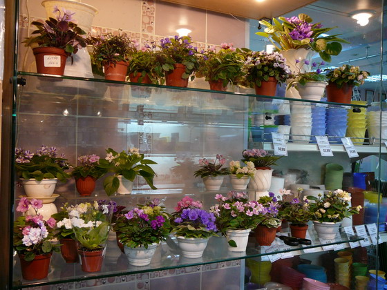 P1070039.jpg
