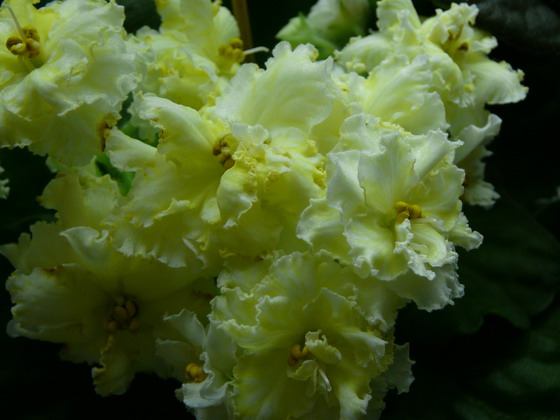 Mellow Yellow.jpg