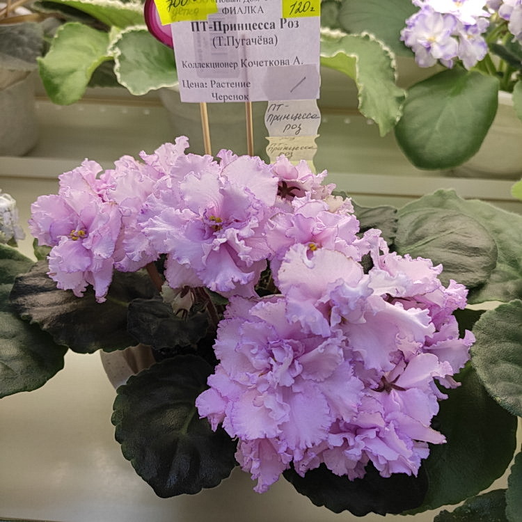 IMG_20201121_144226.jpg
