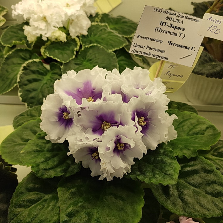 IMG_20201121_143955.jpg
