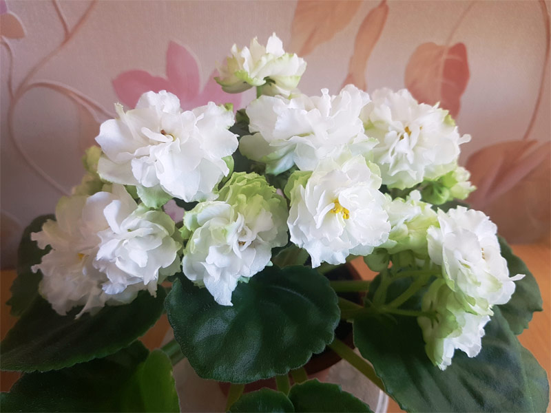 spring_rose.jpg