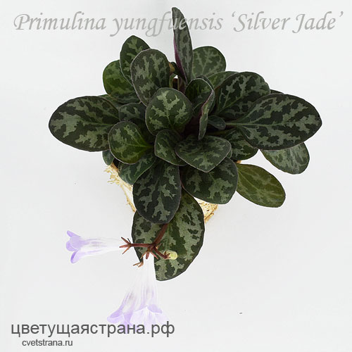 yungfuensis-silver-jade-розетка.jpg