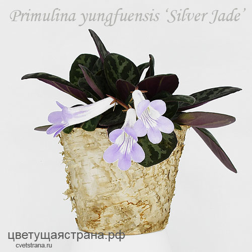yungfuensis-silver-jade.jpg