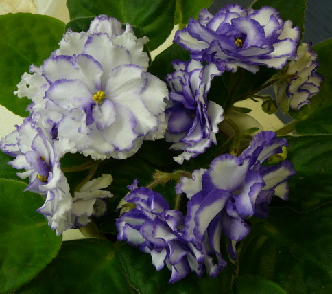 P1070005.jpg