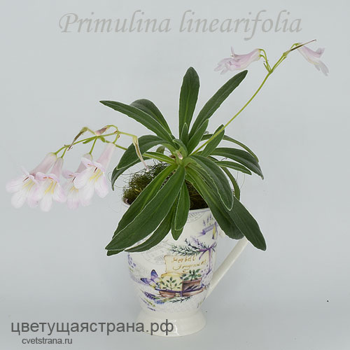 p-linearifolia.jpg