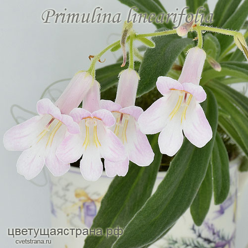 p-linearifolia-flowers.jpg