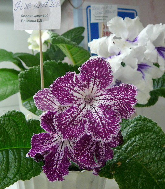 P1070130.jpg
