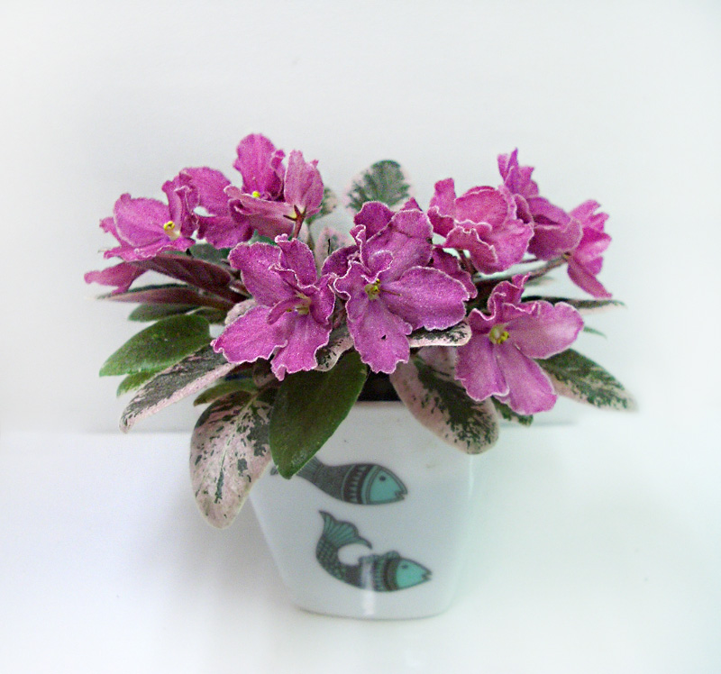 Hortense's Country Rose.jpg