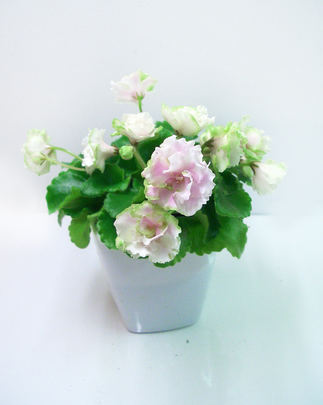 Celtic Rose.jpg