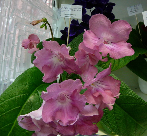 P1070132.jpg