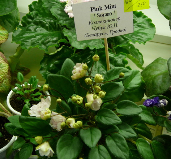 P1070127.jpg