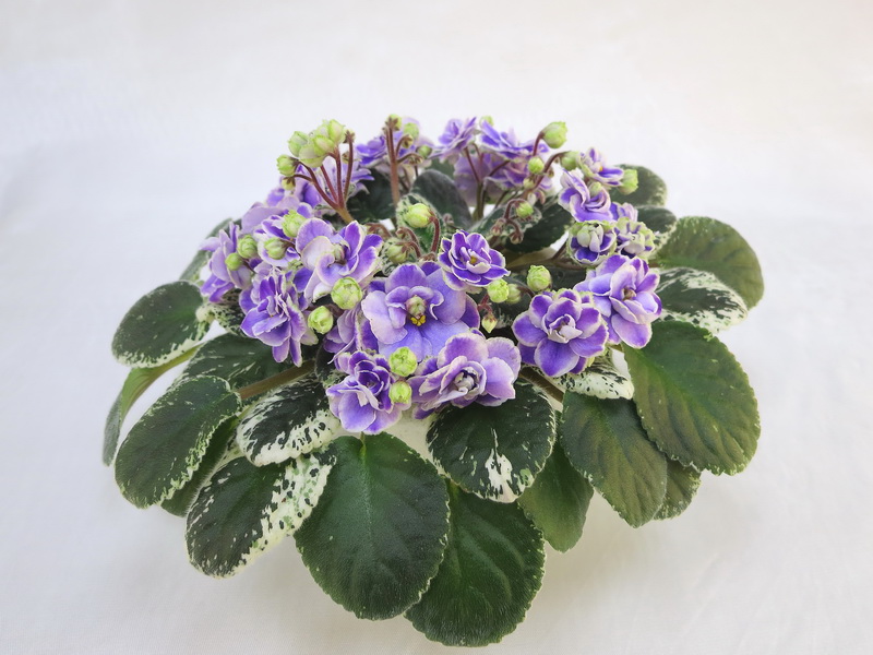 Buckeye Seductress (P. Hancock) колл.Е.Плессер.JPG