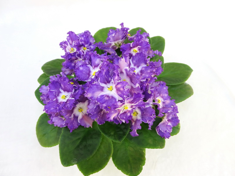 ЛЕ-Мелодия Дождя (Е.Лебецкая) колл.И.Данилина.JPG